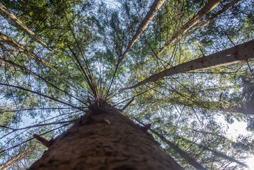 Photo of the trunk and crown of coniferous trees shot from below with a perspective upward, wild...