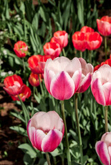Tulip ' Alexander Pushkin' (Tulipa hybrida) in park