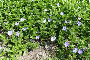 Many violet flowers of lesser periwinkle in April