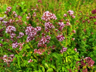 Obraz premium Origanum vulgare in garden. Oregano