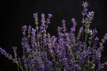 A bush with blooming lavender flowers on a dark background with a selective accent