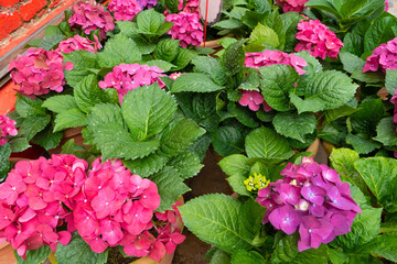 Blooming hydrangea flowers in a plant store in Asia