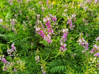 Fototapeta premium Blossoming galega officinalis, goat rue. Medicinal herb.