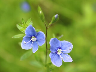 Veronica chamaedrys. Little blue flower on a green background