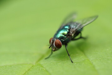 Naklejka premium Lucilia sericata. Big green fly on a green background.