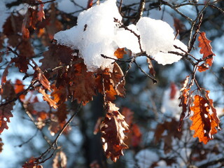 Snow on the branches in Valbonne