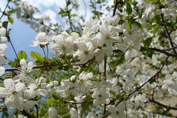 Cherry tree branch with buds and flowers in April