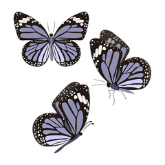 blue butterflies