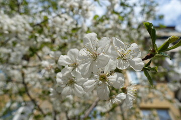 Close shot of white flowers of cherry tree in April