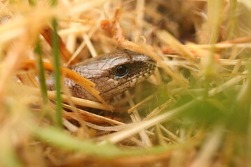 lizard on the grass