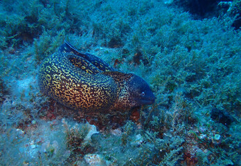 Mediterranean moray in Adriatic sea, Croatia
