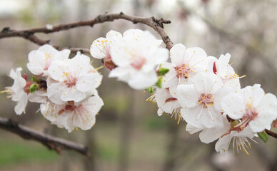 Flowering spring apricot tree in garden.