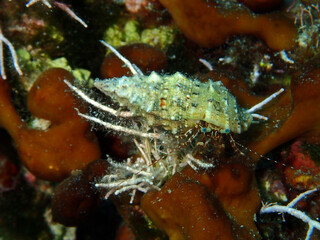 Small hermit crab in Adriatic Sea near Hvar island, Croatia

