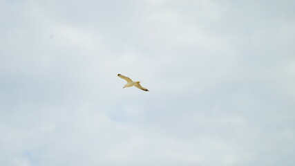 Gaivota a voar