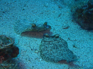 European flounders in Adriatic sea, Croatia