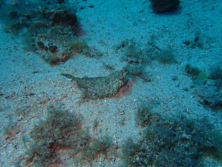 European flounders in Adriatic sea, Croatia