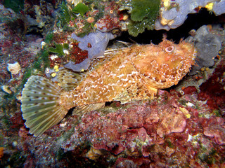 Scorpionfish in Adriatic sea, Croatia
