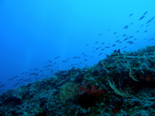 Fototapeta na wymiar Underwater landscape of Adriatic sea, Croatia 
