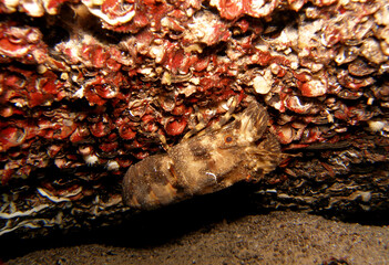 Mediterranean slipper lobster in Adriatic sea near Brac island, Croatia
