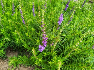 Fototapeta premium Baikal skullcap, scutellaria baicalensis, medicinal plant.