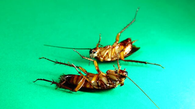 cockroach. American cockroaches on green background. cockroaches eating leftovers. closeup cockroach isolated. close up American cockroach. insects, insect, bugs, bug, animals, animal. health, hygiene
