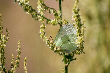 Lemongrass butterfly on a flower branch. Close-up. 