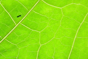 Macro translucent green leaf background