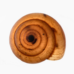 Snail shell transparent on white background.