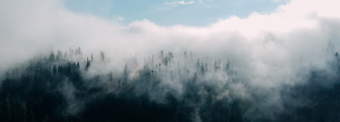 Clouds and forest aerial view