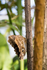 Close-Up of Cream-Striped Owl Butterfly Sitting on a Branch.