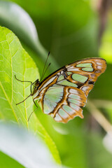 Fototapeta na wymiar Close-Up of Siproeta Stelenes (Malachite) Butterfly Sitting on a Leaf.