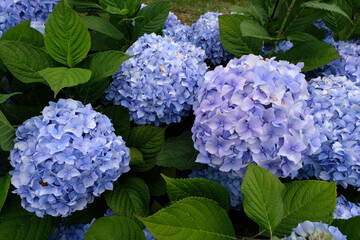 Hortensia bleu en &eacute;t&eacute; en gros plan