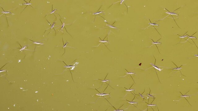 Group of Gerris lacustris, commonly known as the common pond skater is skating on a water surface.