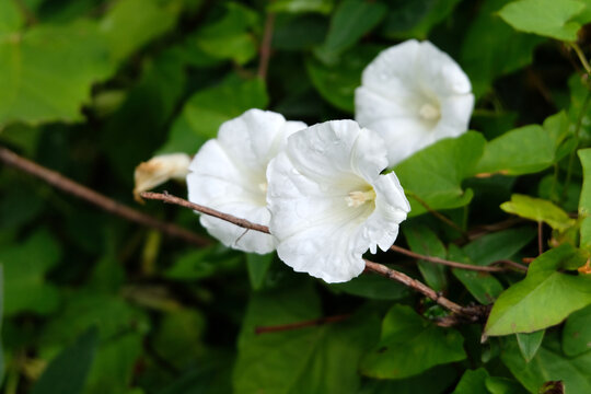 Fleurs de liseron en &eacute;t&eacute; en gros plan