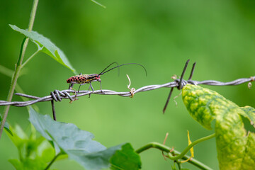 Red-yellow insect Cerambycidae accompanying the rainy season of the green forest. Thailand originated in eastern China and Korea. Has become a serious pest of hardwood. and spread in North America