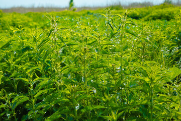 Stinging nettle or stinging nettle. Medicinal plants.
Green leaves of nettle. The field is...