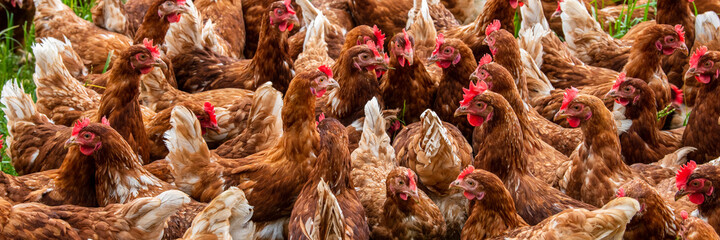 chicken in free range outdoor