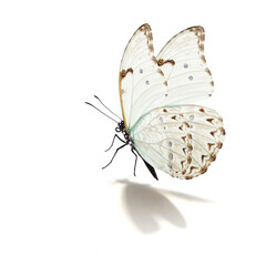 white butterfly flying
