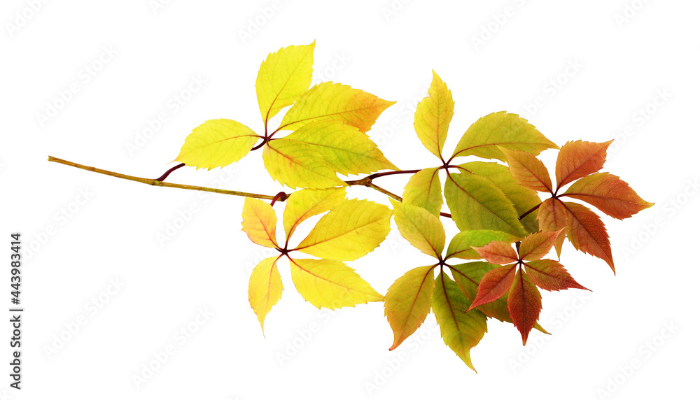 Wall mural twig with colorful autumn leaves of wild grape isolated