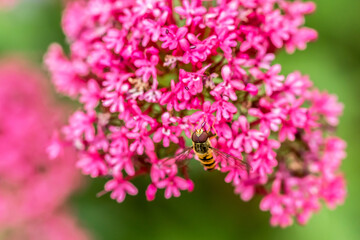 bee on flower