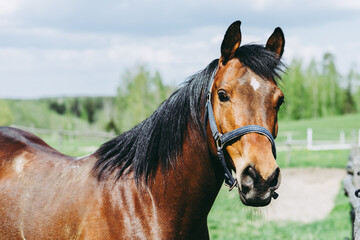 Portrait horse, brown closeup horse.Thoroughbred youngster posing on the green meadow summertime.Horse on summer nature.