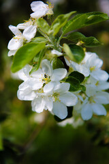 Apple tree branch with white flowers