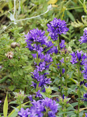 Touffes de campanules agglomérés aux grappes de fleurs pendantes bleu-lavande en clochettes...
