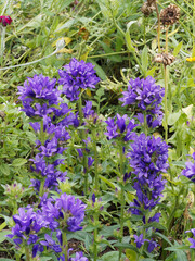 Touffes de campanules agglomérés aux grappes de fleurs pendantes bleu-lavande en clochettes tubulées sur tiges dressées à feuilles vertes ovales, lancéolées à dents arrondies