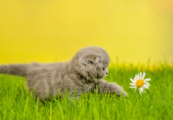Small gray fold kitten sniffing chamomile flower on green grass