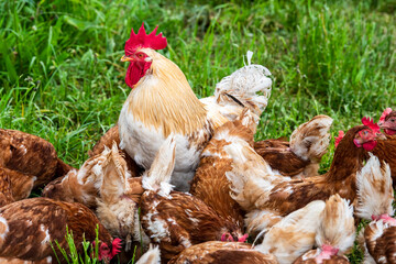 chicken in free range outdoor