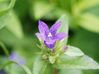 (Campanula glomerata 'Superba') Campanule agglomérée ou ganteline à fleurs étoilées ou en...