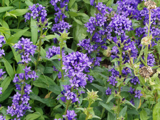 Fototapeta premium Campanula glomerata 'Superba' | Campanules à fleurs agglomérées ou campanules à bouquets aux grappes de fleurs pendantes en clochettes bleues violacées sur petites tiges dressées