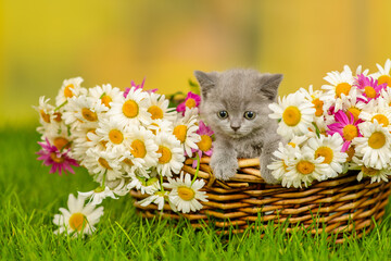 Small cute gray  kitten sitting in a wicker basket with a huge bouquet of daisies on the green grass