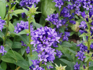 Campanules agglomérées | Campanules à fleurs agglomérées | Campanules à bouquets | Gantelines...